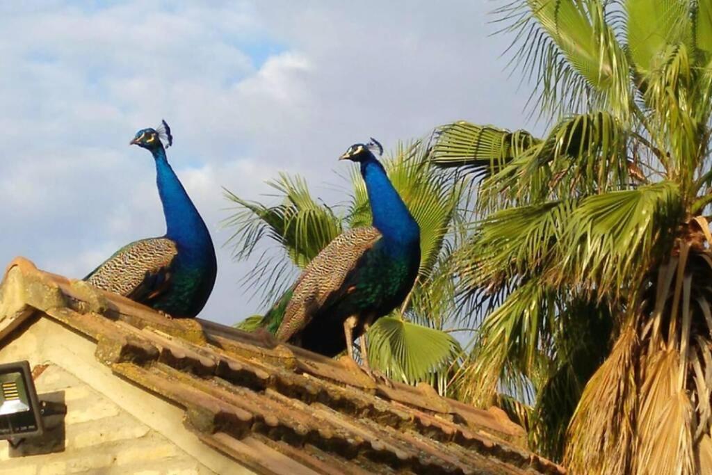 Cortijo San Jose Villa Sevilla Eksteriør billede